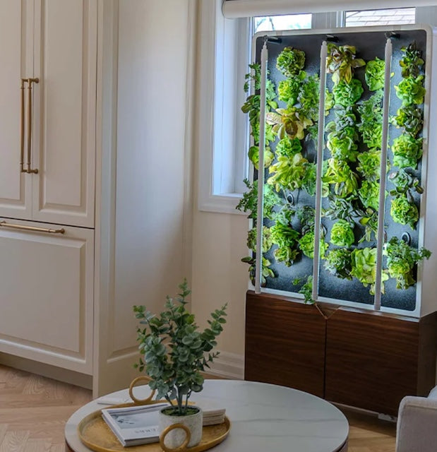 フィカス 160cm Green Life Interiors Just Vertical Eco Living Green Wall