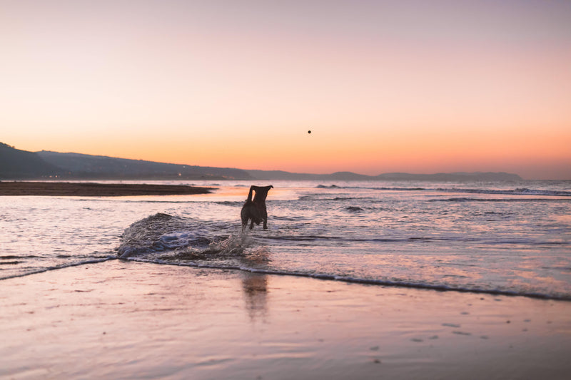 Our top 4 products to train and track your dog