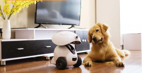 Why does your dog need a Dogness smart Ipet?
