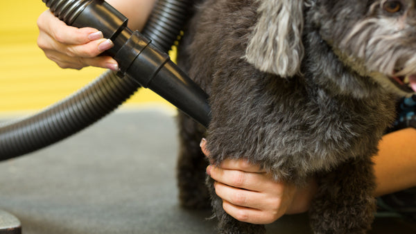Secador de mascotas Metrovac Air Force Blaster B-3V