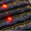 Jet Series | PEMF Far Infrared Heating Mats