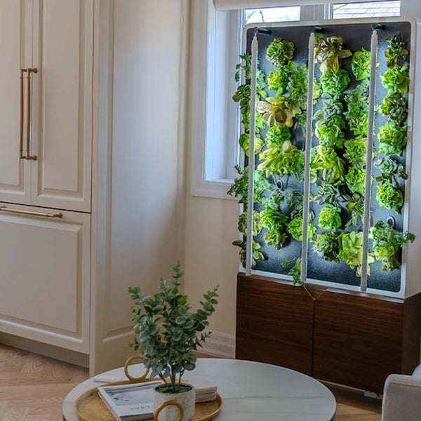 JustVerticalEcoLivingGreenWall
