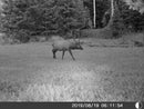 5 Megapixel Game Camera
