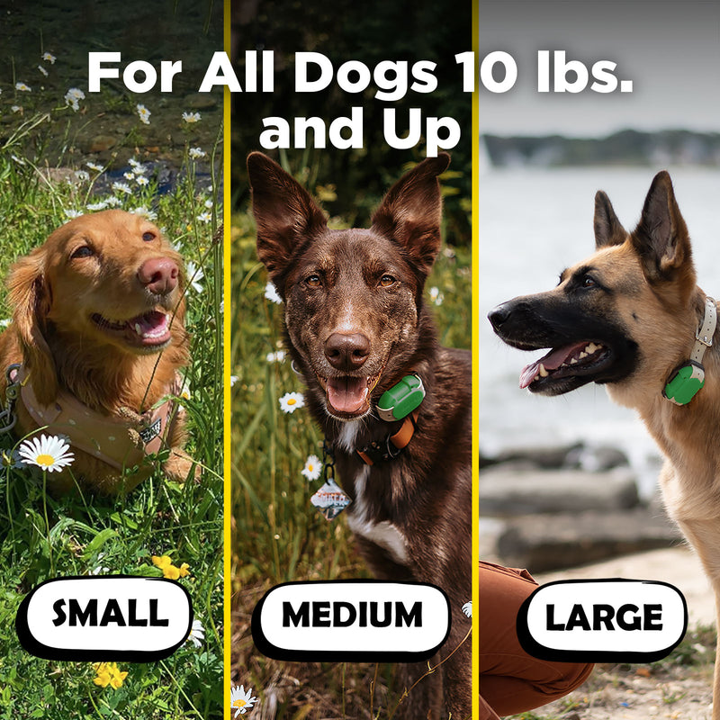 Dogtra CUE Dog Training Collar
