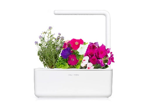 Click & Grow The Blooming Flower Kit