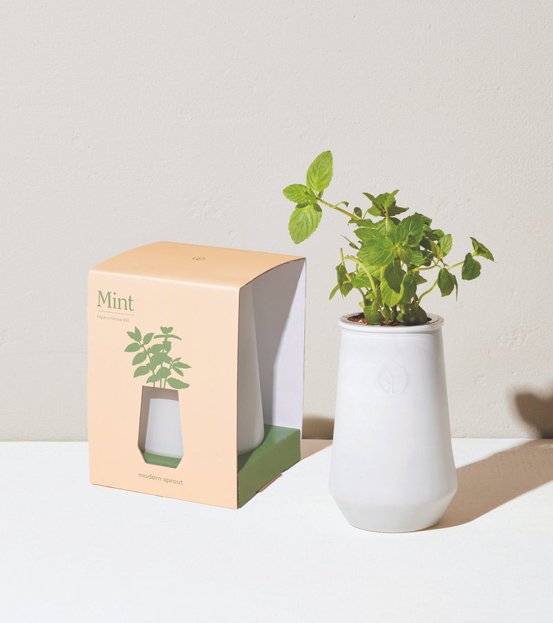 Modern Sprout Tapered Tumbler 2 Pack, Mint + Basil