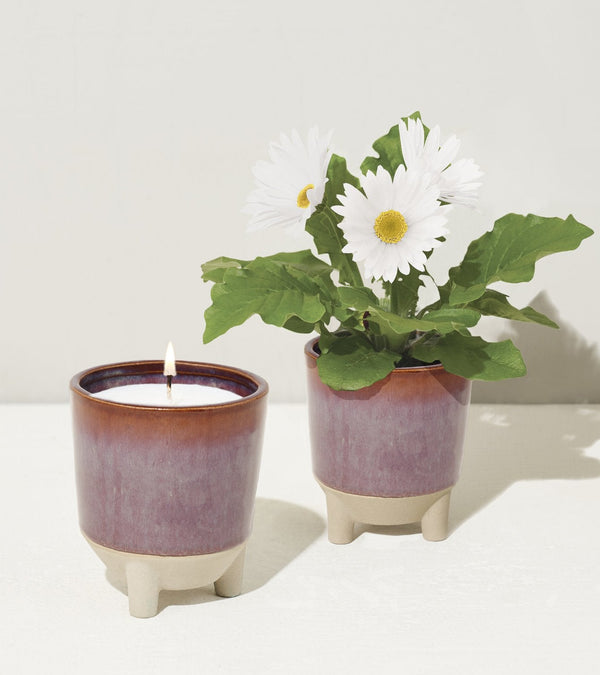 Modern Sprout Glow and Grow - Wildflower Fields