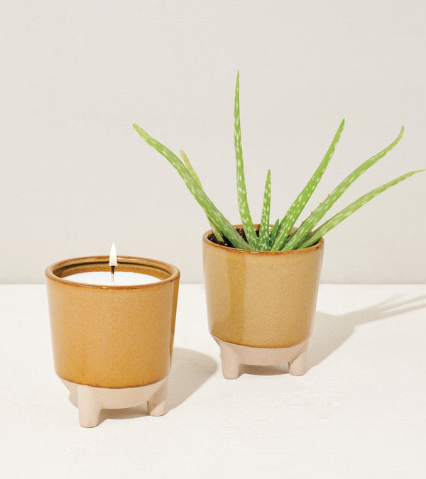 Modern Sprout Glow and Grow - Desert Oasis