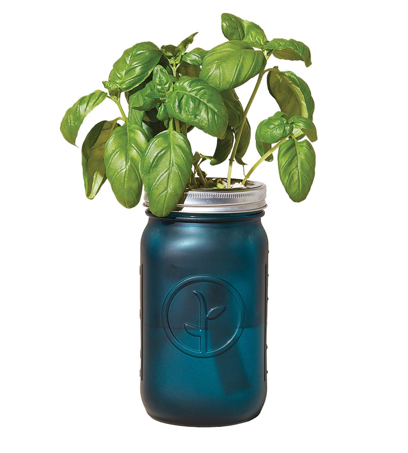 Modern Sprout Garden Jar 6pk (Basil, Cilantro, Mint, Parsley, Rosemary, Lavender)
