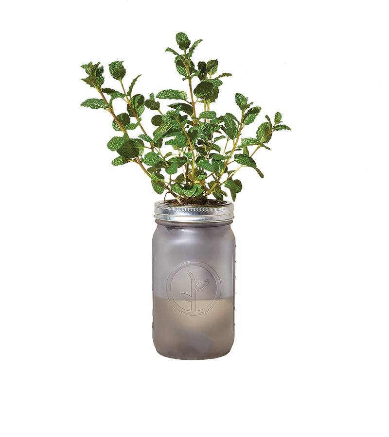 Modern Sprout Garden Jar 6pk (Basil, Cilantro, Mint, Parsley, Rosemary, Lavender)