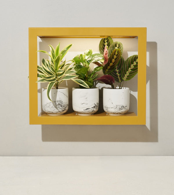 Modern Sprout Smart Standard Growframe - Turmeric