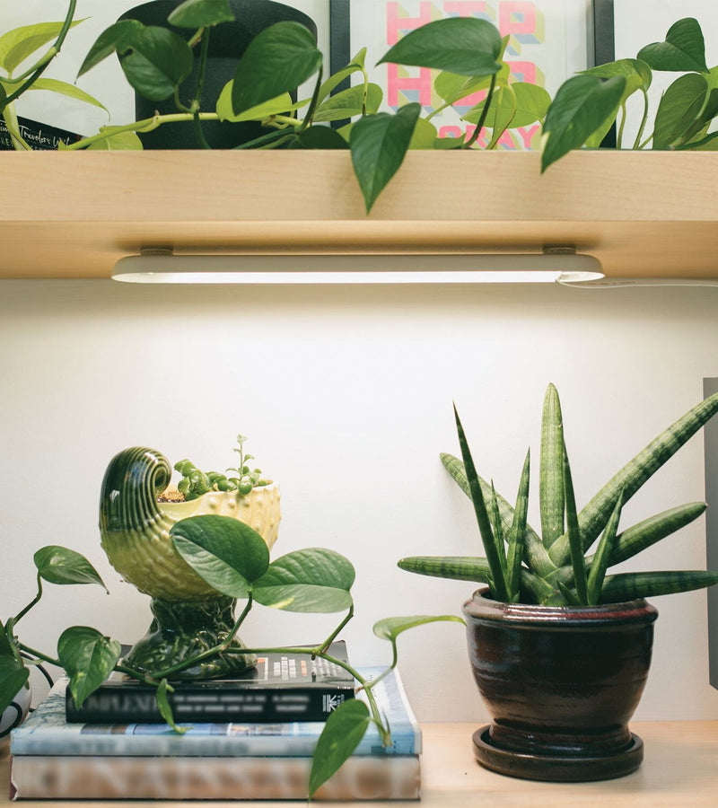 Modern Sprout Smart Growbar