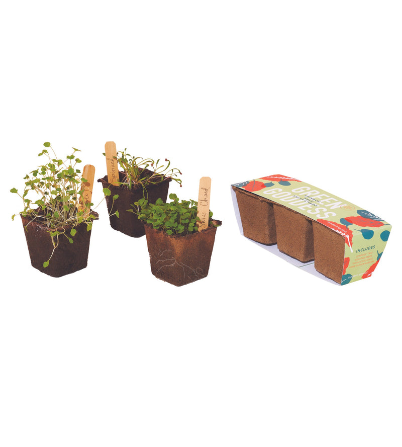 Modern Sprout Seed Starter Trio, 3pk (Green Goddess, Mighty Minis, Patio Punch)