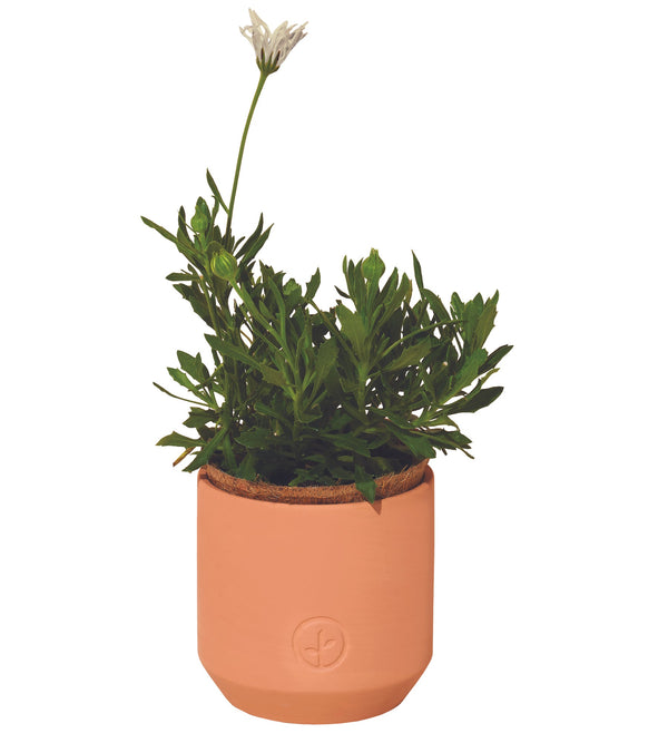 Modern Sprout Tiny Terracotta Kit 3pk (Live Well Lavender, Champagne Poppies, Thank you Daisy)