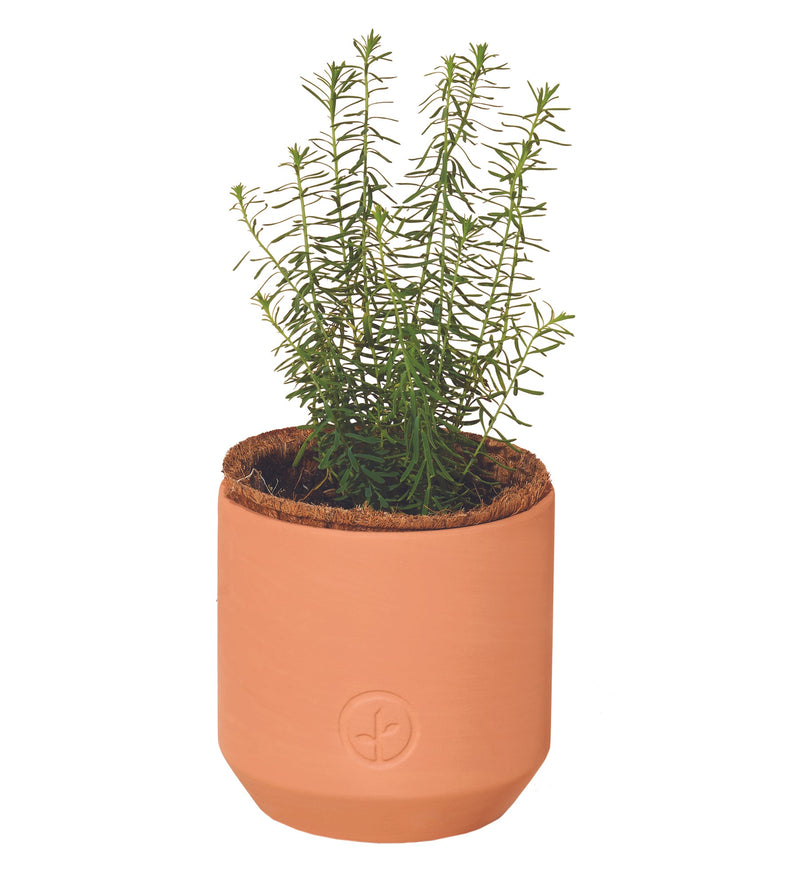 Modern Sprout Tiny Terracotta Kit 3pk (Live Well Lavender, Champagne Poppies, Thank you Daisy)
