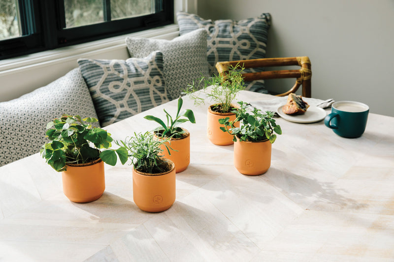 Modern Sprout Tiny Terracotta Kit 3pk (Live Well Lavender, Champagne Poppies, Thank you Daisy)