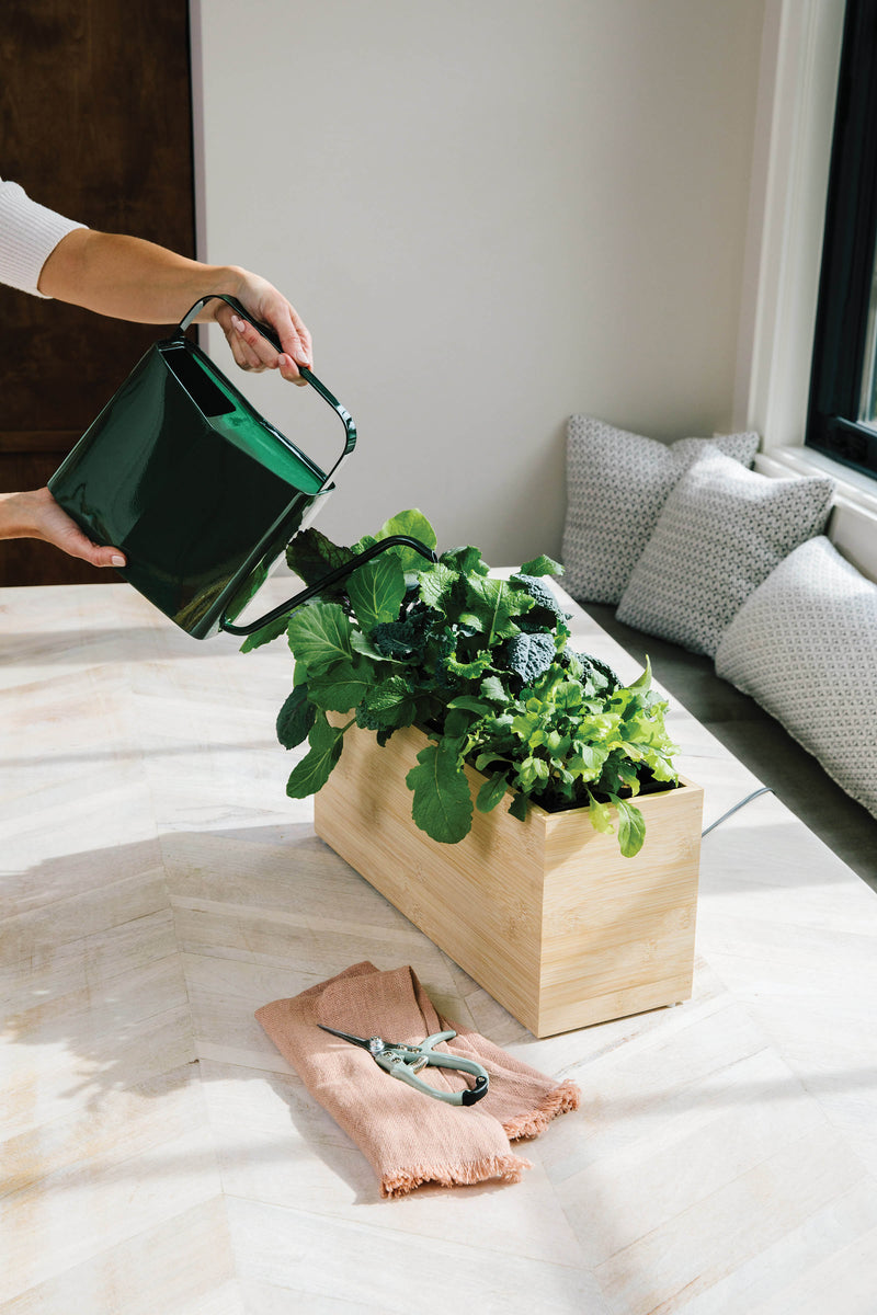 Modern Sprout Watering Can - Evergreen