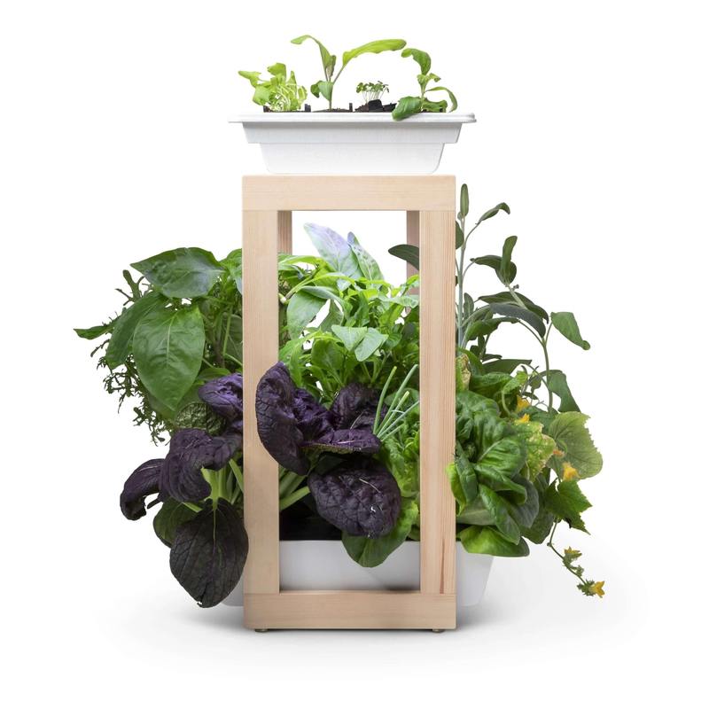 Personal Rise Garden