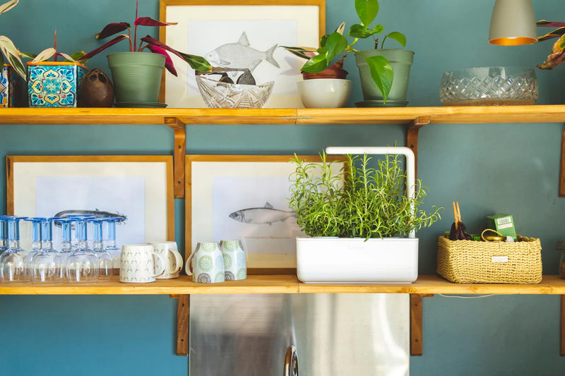 Click & Grow The Smart Garden 3